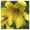 Lily Bulbs Mix, Tree Lilies in Various Varieties and Colours,