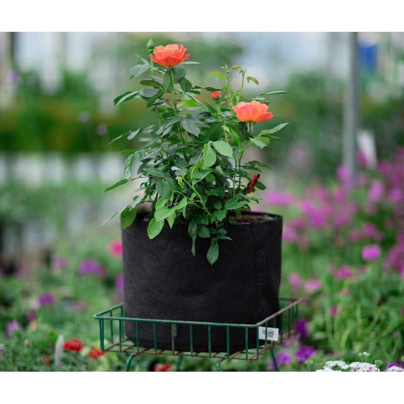 Smart Pots 3-Gallon Smart Pot Soft-Sided Container, Black