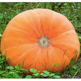 Mammoth Gold Pumpkin Seeds - 20+ Heirloom Seeds