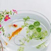 10 PCS Creative Mini Floating Aquarium Plant Holder, Clear Round