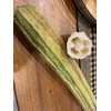 Luffa acutangula Sponge Angled Chinese Okra Ridged Gourd Sinkwa Silky