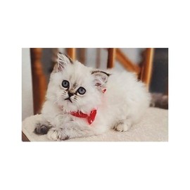 2 Year Pocket Calendar Planner with Note Pad, Wildlife & Animals (White Kitty Cat, 2025-2026)