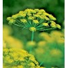 Little Seed Store 300+MAMMOTH Long Island DILL Seeds Native Culinary