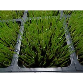 Whole Barley Seeds for Barley Grass Microgreen, Juice Sprouting Seeds 2 Oz Resealable Stand up Pouch Used for Malt for Beer Brewing Malting