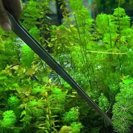 SS [에스에스_62]수족관 곡선 족집게 [일자 DC002308／FREE] [SS_62] Aquarium Curved Tweezers [Straight DC002308/FREE]