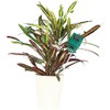Royal Gardineer Plant Sensor: Set of 2 3-in-1 Combination Soil