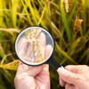 Large 10X Magnifying Glasses for Reading, Handheld Magnifying Glass for
