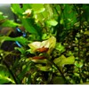 Mainam Ludwigia Repens Bunch Live Aquarium Plants Red Fresh Tropical
