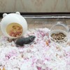 Marchul Hamster Hideout, Hamster House Habitats Decor, Small Pet House