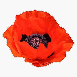 HOF Trading in Flanders Fields The Poppies Blow Vinyl Sticker Waterproof Decal Laptop Wall Window Bumper Sticker 5"