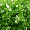 Palm Beach Medicinal Herbs - Chickweed (Stellaria Media) - Packet