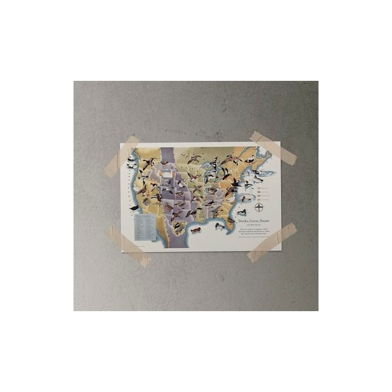 Ducks, Geese & Swans Flyways Map Poster – United States