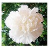 White Jeanne Dionis Carnation Seeds