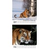 Tiger Magic Calendar for 2025 Format 10 cm x 10