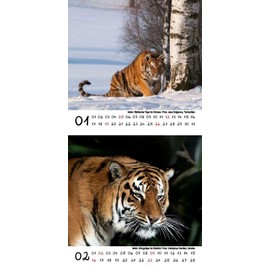 Tiger Magic Calendar for 2025 Format 10 cm x 10 cm Tiger Seelenzauber