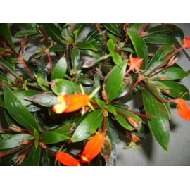 Bolivian Sunset Live Flowering Tropical Plant Orange Red Flower Shade Garden Attract Hummingbirds Starter Size 4 Inch Pot Emerald TM