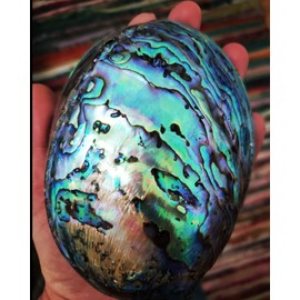 Large Abalone Shell Polished Paua Rainbow LG Sea Green Blue Beach House Zealand