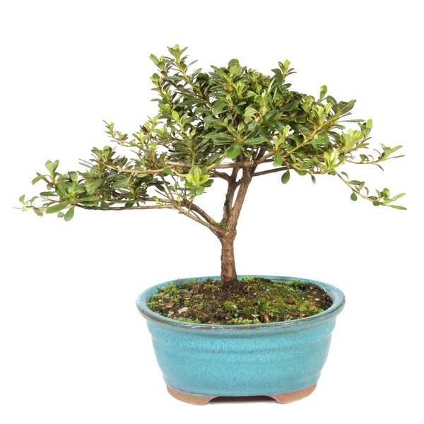 Brussel's Bonsai Live Satsuki Azalea Flowering Bonsai Tree - Small,