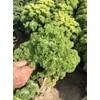 SeedsUP - 300+ Seeds Kale Bush Dinosaur Giant Cabbage -