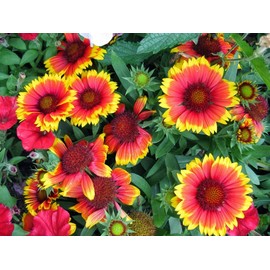 200+ INDIAN BLANKET FLOWER SEEDS - Perennial - Native Wildflower -----------RAR