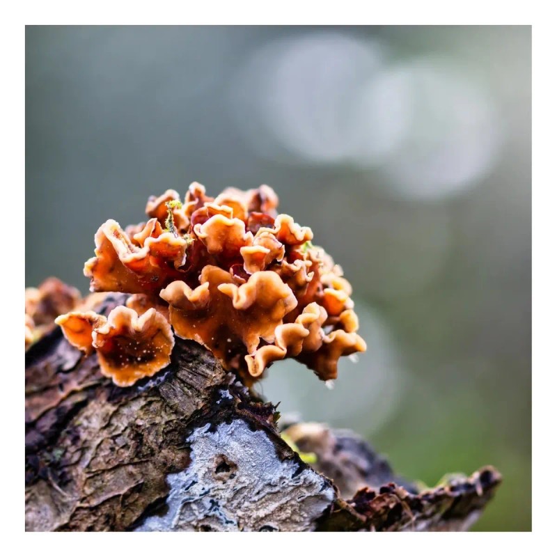 Rhsi Adaptoheal Hongo Reishi 150 Cápsulas Sabor Sin Sabor