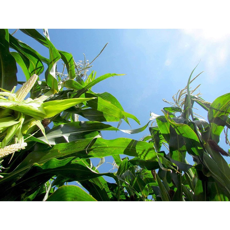 Preferred Popcorn Non-GMO Popcorn, 28 Ounce bag, Pack of 4,