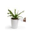 Qualy Oasis QL10307-WH-GY Round Flower Pot with Self-Watering System in