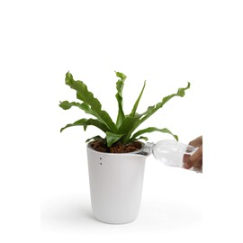 Qualy Oasis QL10307-WH-GY Round Flower Pot with Self-Watering System in White Size S