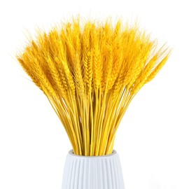 Hagao Dried Wheat Stalks 150 Stems Wheat Plant Sheaves for Decorating Wedding Table Home Kitchen (16 in Gold)
