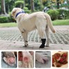 Dog Paws Recovery Shoe, Dog Shoes for Recovery, Dog Shoes,