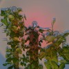 10ft/20ft/40ft DIY Metal Mesh Sphagnum Moss Pole Monstera Plant Support
