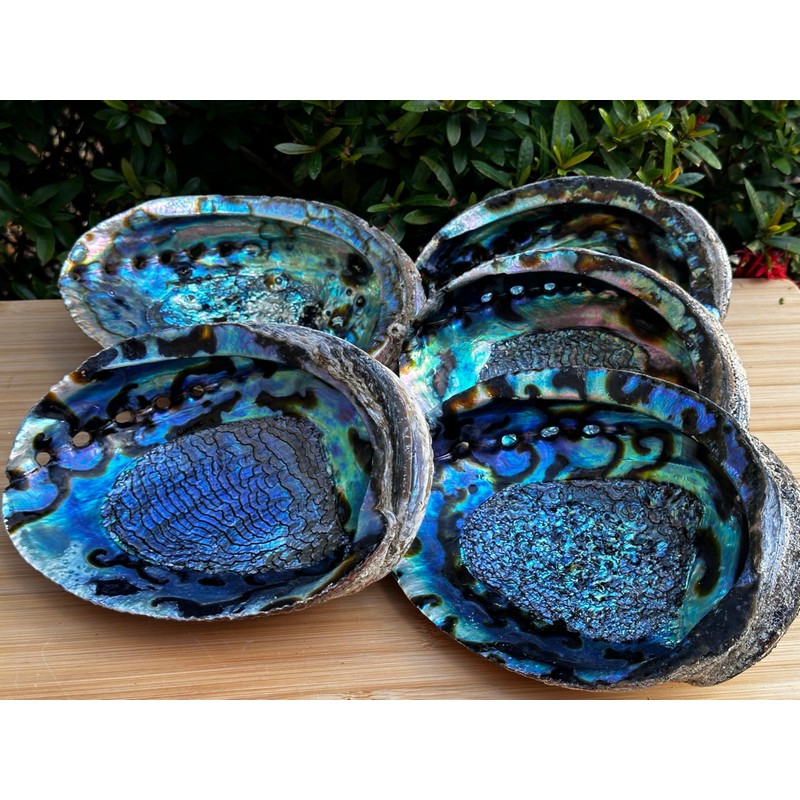 3-Pack Jumbo Abalone Shells 7–8 Inch Seashell Smudge Bowl for