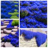 Magic Blue Creeping Thyme Seeds for Planting-16000PCS Thymus Serpyllum Heirloom