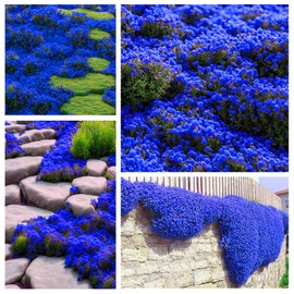 Magic Blue Creeping Thyme Seeds for Planting-16000PCS Thymus Serpyllum Heirloom Seeds, Ground Cover Plants