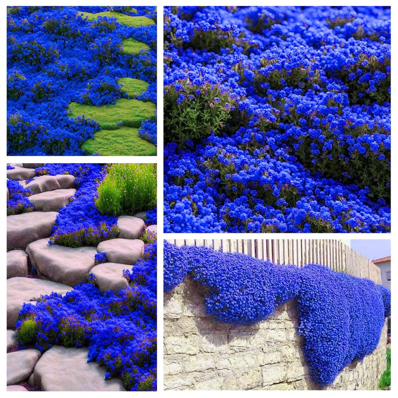 Magic Blue Creeping Thyme Seeds for Planting-16000PCS Thymus Serpyllum Heirloom