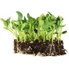 Whole Sunflower Sprouting Seeds: 5 Gram Packet ~250 Seeds -