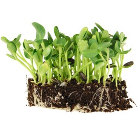 Whole Sunflower Sprouting Seeds: 5 Gram Packet ~250 Seeds - Black Oil Sun Flower Seeds (Shell On): Microgreens, Sprouts, Flower Gardening - Sun Flower