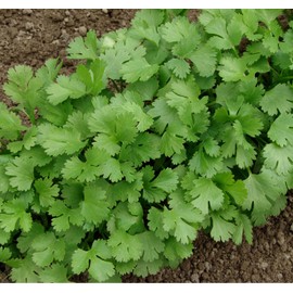 Earthcare Seeds Cilantro 500 Seeds -Coriander (Coriandrum sativum) - Heirloom - Non GMO - USA