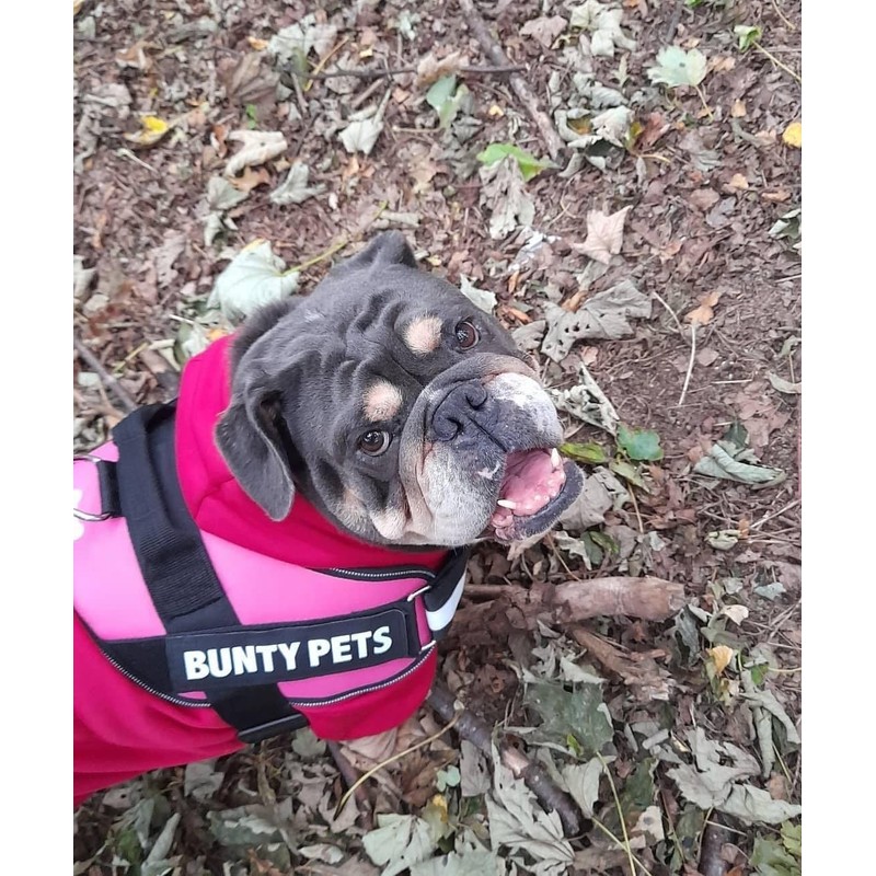 Bunty Yukon Dog Harness - Adjustable Fit, Anti Pull Dog