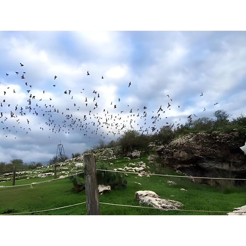 20 lbs. (9-3-1) High Nitrogen Mexican Free-Tail Bat Guano Soil