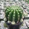 Echinobivia Hybrid Rainbow Bursts Cacti Cactus Succulent Real Live Plant