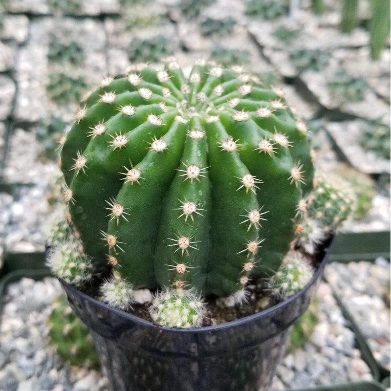Echinobivia Hybrid Rainbow Bursts Cacti Cactus Succulent Real Live Plant