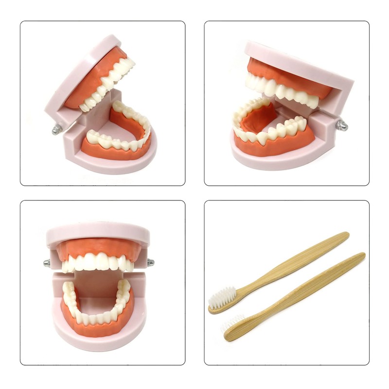 Honbay 1PCS Plastic Standard Teeth Model Adult Mouth Dental Demonstration