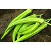Green Okra 20+ Non-GMO Seeds for Planting