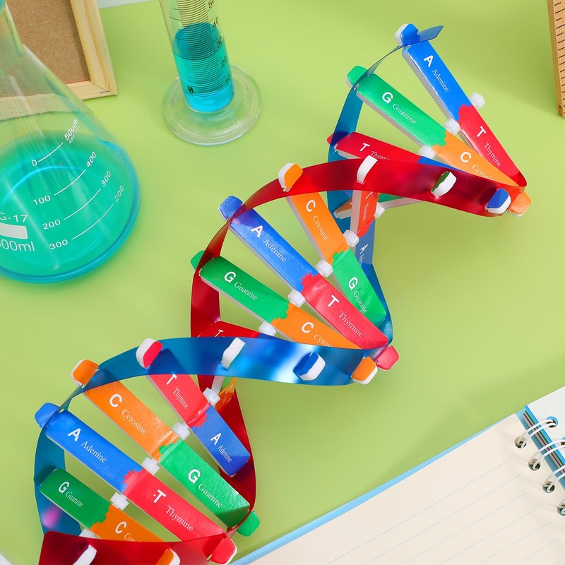 Toyvian DNA Models Double Helix Model Science Educational Teaching Instrument