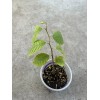 Cherimoya Live Plant Seedling Fruit Tree 12” With Pot Ready