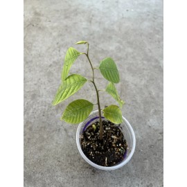 Cherimoya Live Plant Seedling Fruit Tree 12” With Pot Ready To Plant