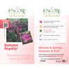 Encore Azalea Autumn Royalty (1 Gallon) Azalea of The Year