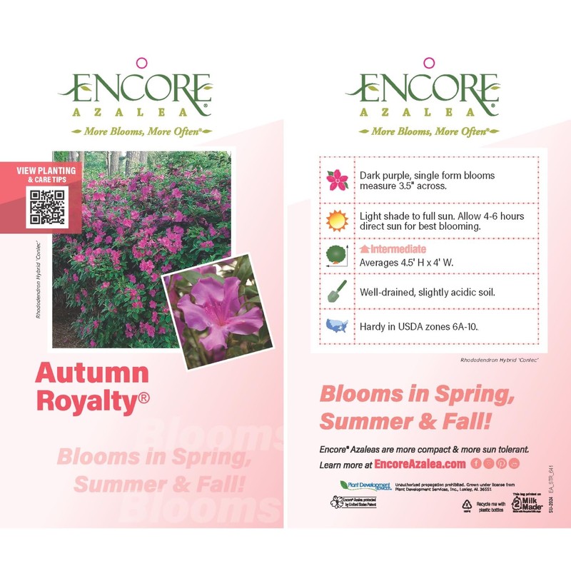 Encore Azalea Autumn Royalty (1 Gallon) Azalea of The Year