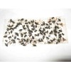 Tred-Not 10 pk Glue Trap Sow Bug / Pill Bug